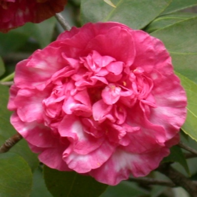 Mrs. Goodwin Knight Variegated